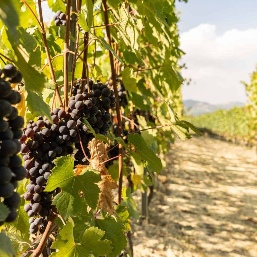 Grapes and Vineyards