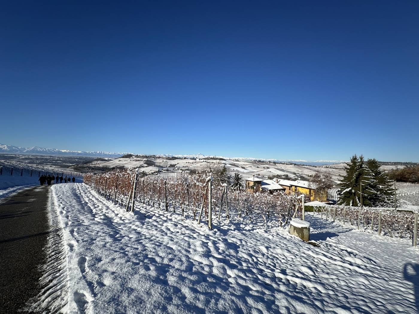 Le vigne sotto la neve con le Alpi sullo sfondo