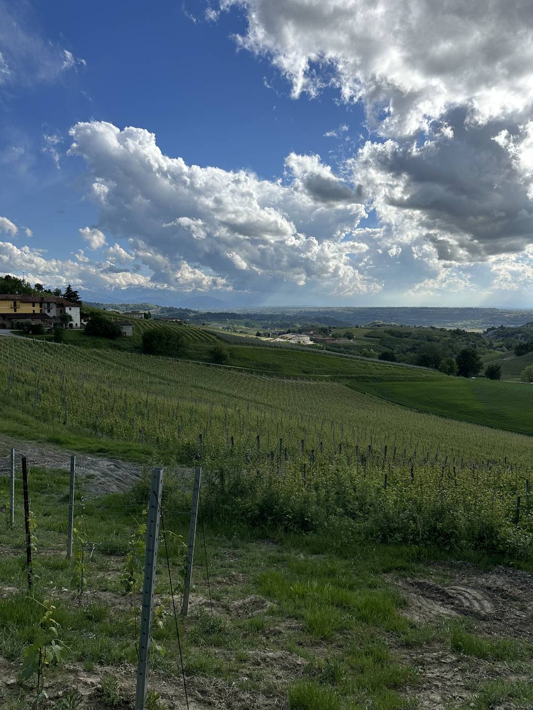Le vigne verdi in primavera con le Alpi innevate