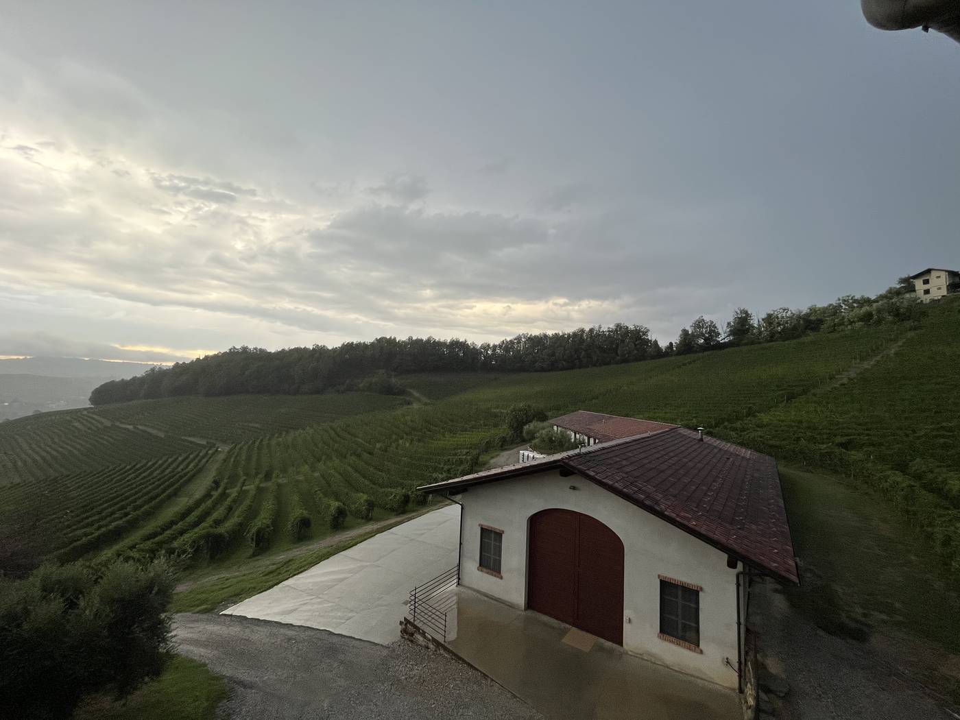 I filari verdi d'estate attorno alla cantina