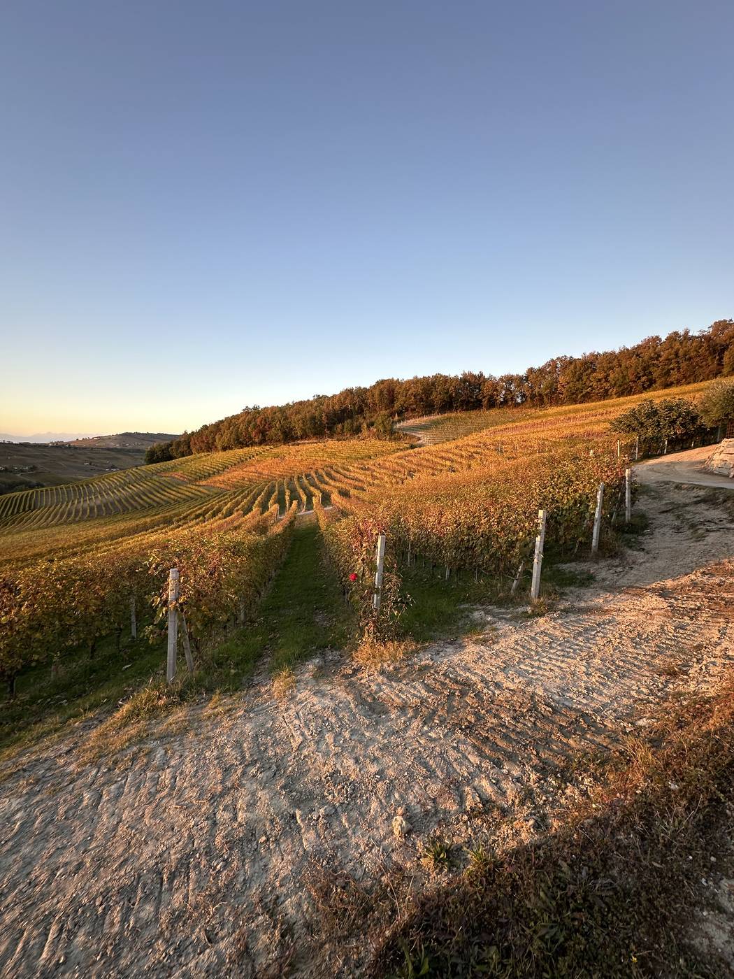 I filari dorati al tramonto in autunno
