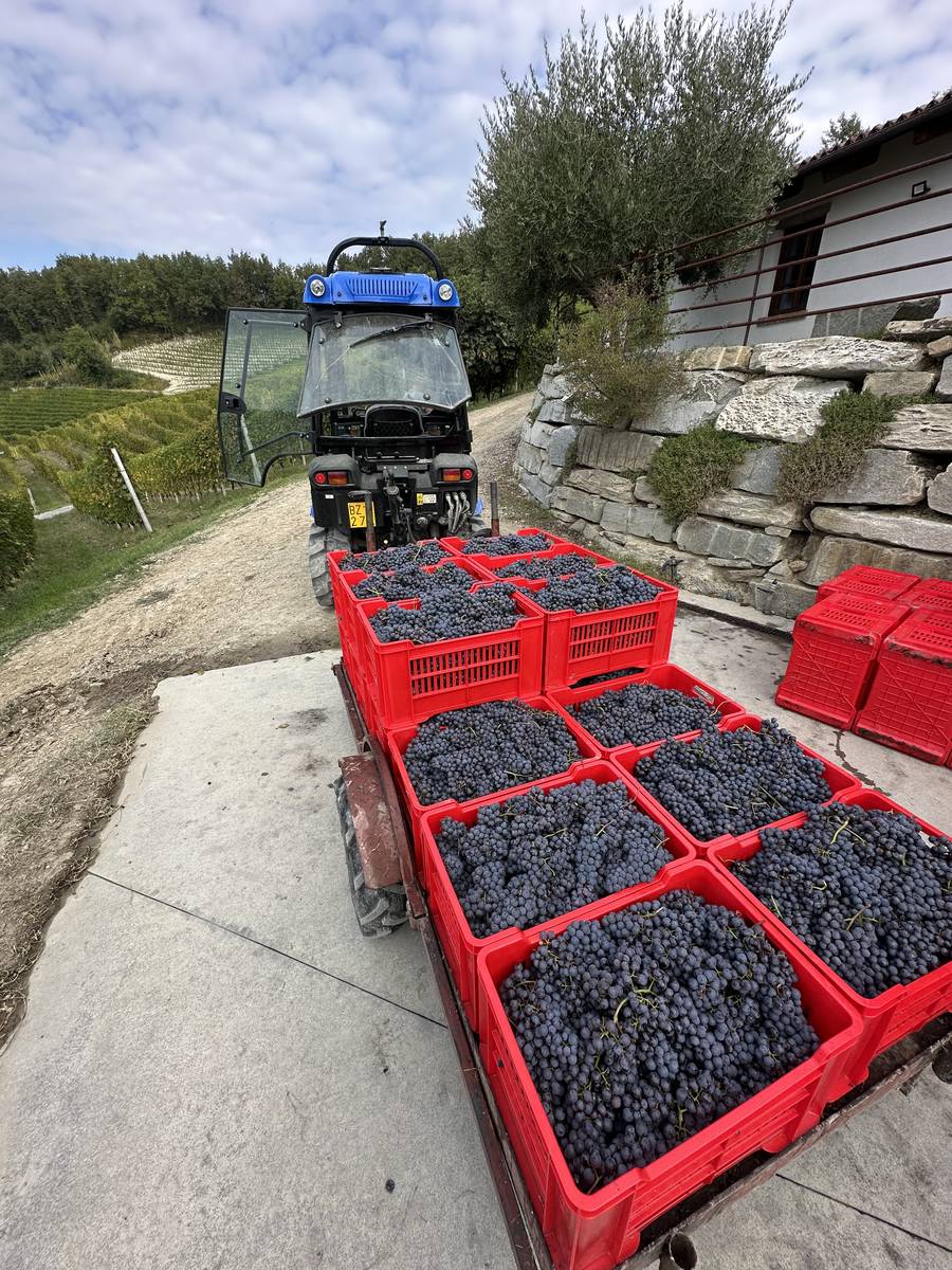 Follatura notturna in cantina con la lampada frontale