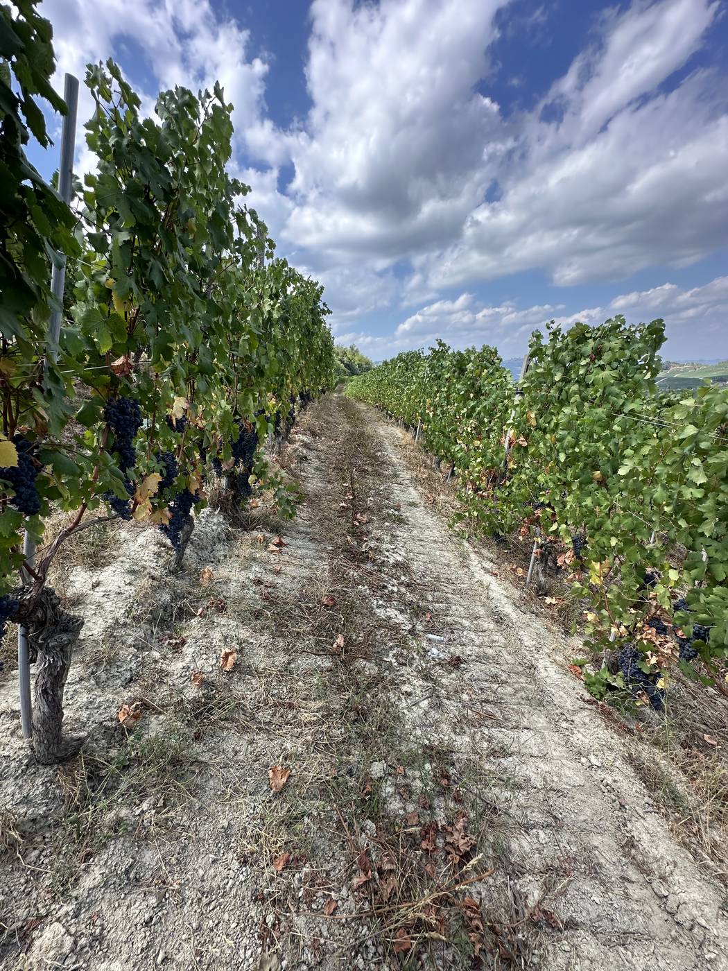 Le terre bianche marnose delle vigne