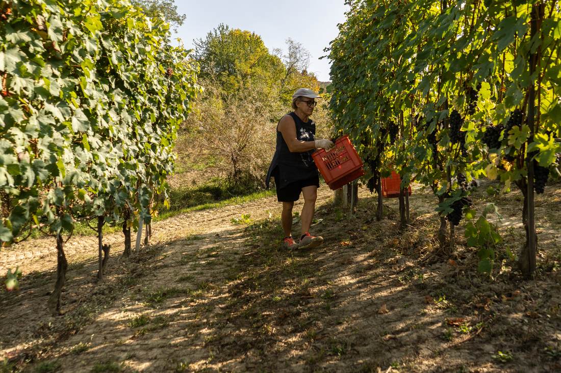 Raccolta a mano tra i filari a Cascina Sòt