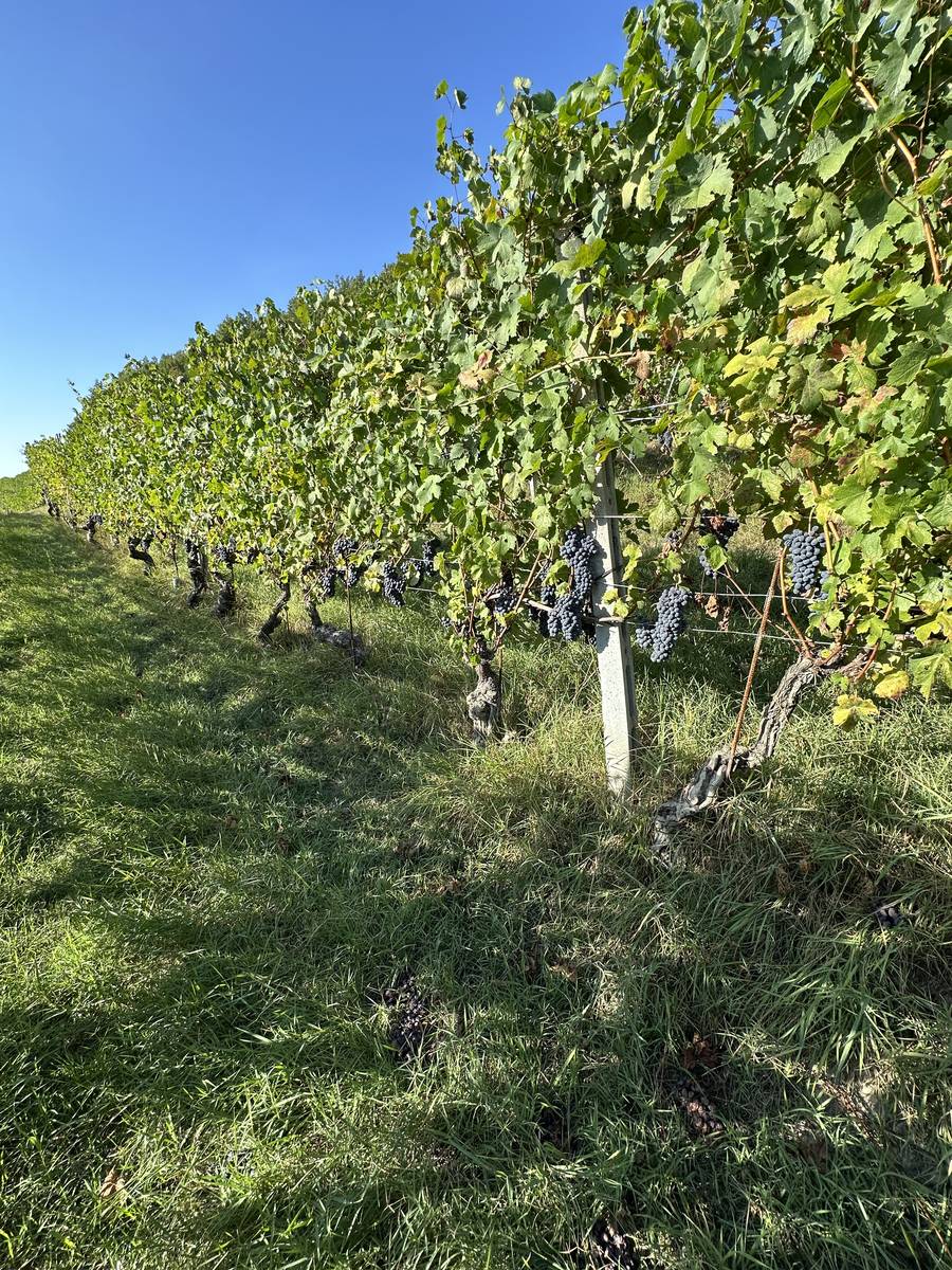 I filari inerbiti delle vigne di Cascina S&ograve;t