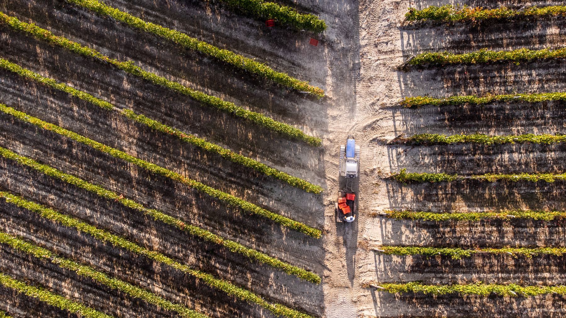 The rows seen from above, straight down