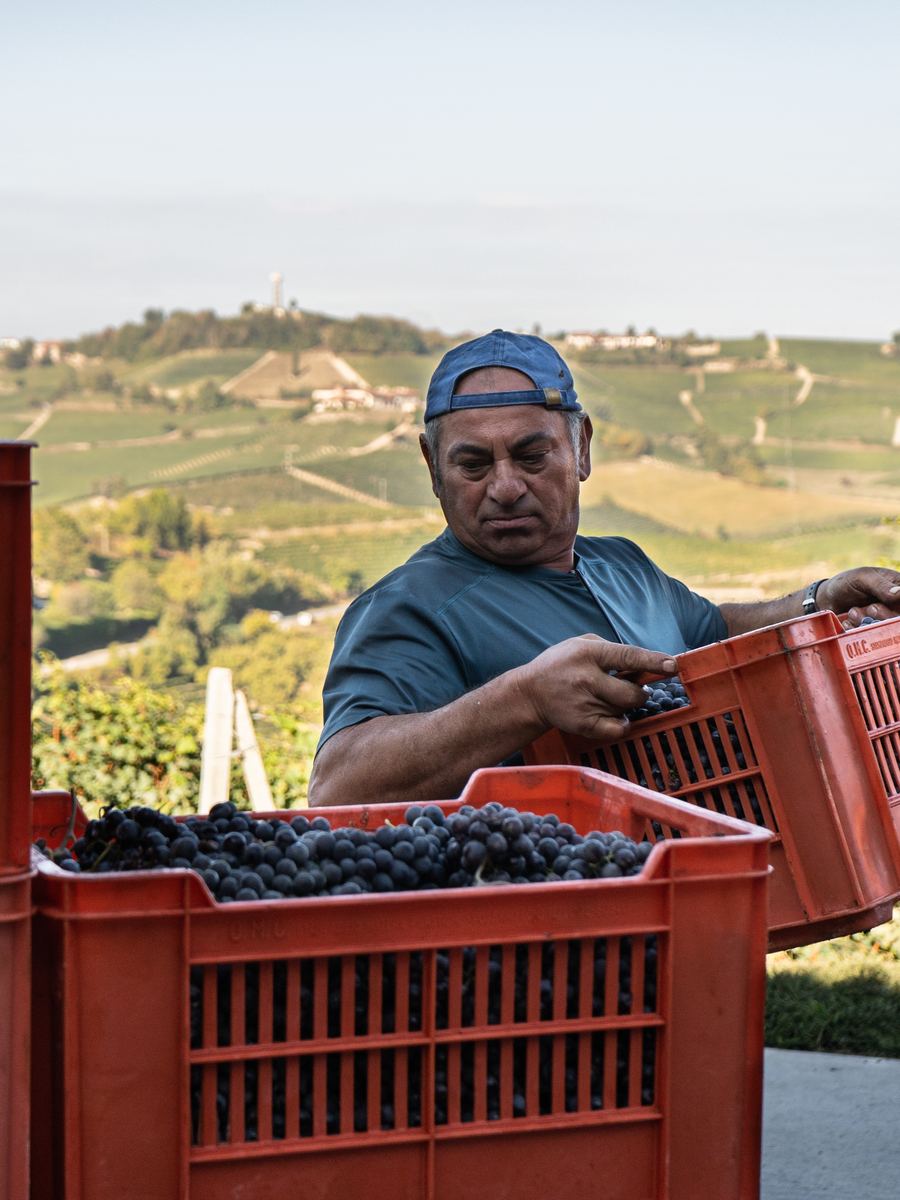 Picked by hand, crate by crate, with the Langhe in front of us.