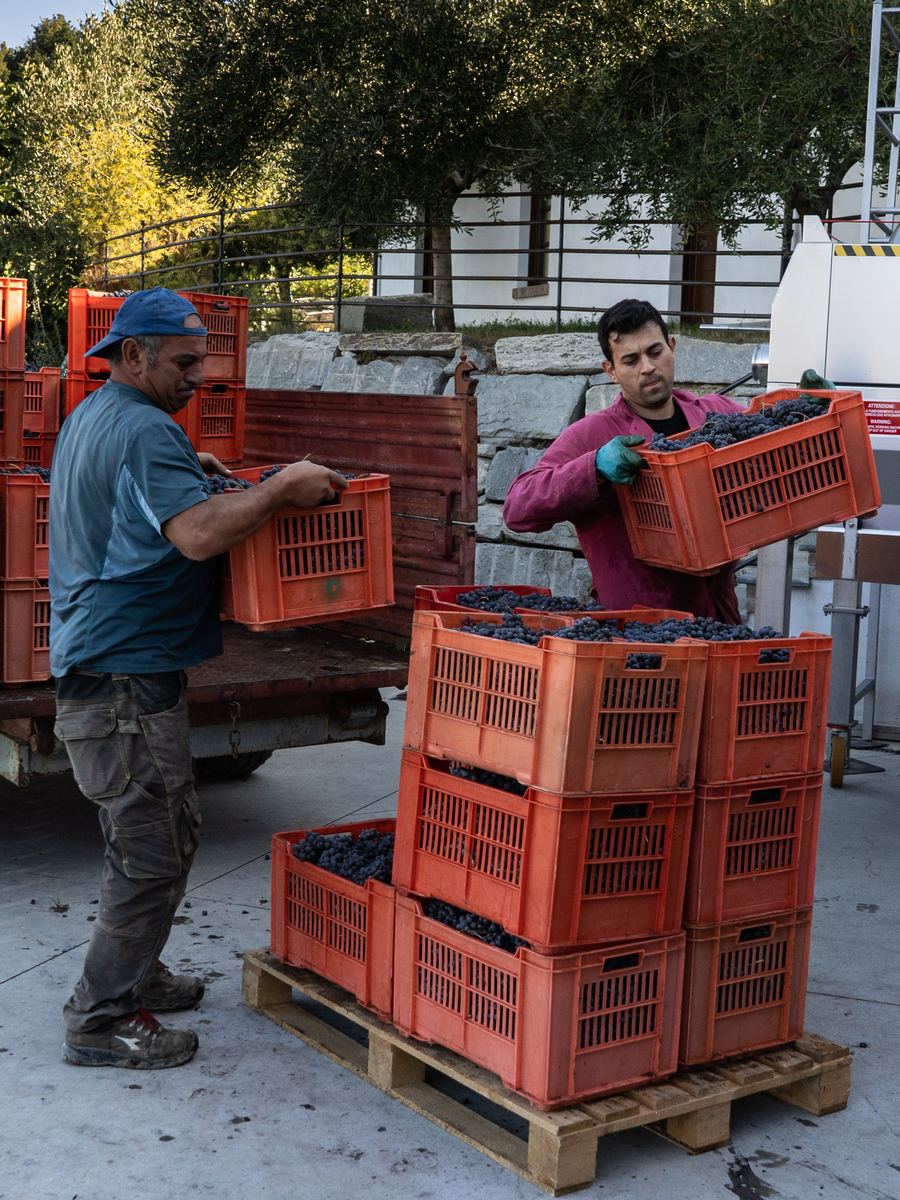 Le cassette di uva scaricate in cantina all&rsquo;arrivo dalla vigna