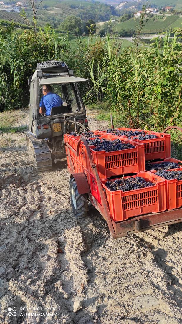 Il trattore riporta l'uva in cantina tra le colline di Langa