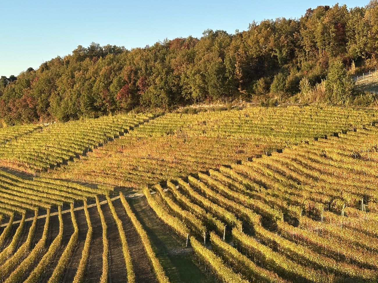 I filari del Bricco San Pietro in autunno