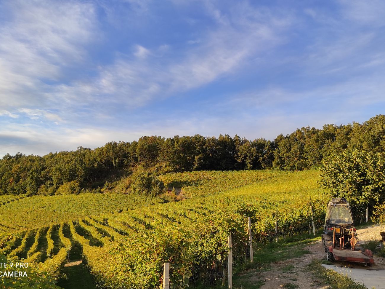 I filari verdi a settembre, prima della vendemmia
