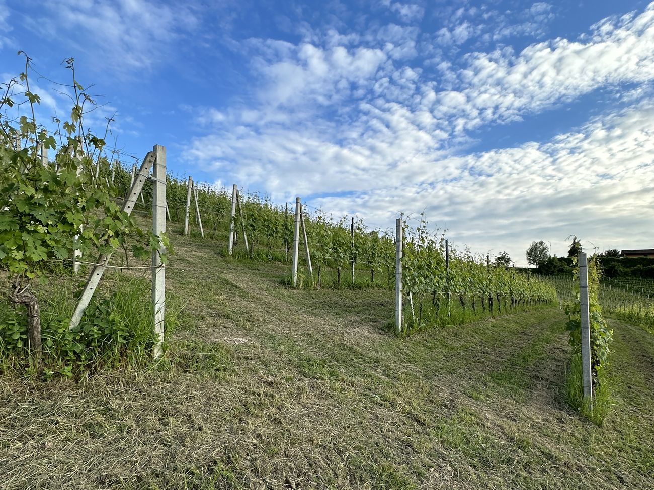 La vigna di San Giovanni a Monforte d&rsquo;Alba, con l&rsquo;inerbimento tra i filari